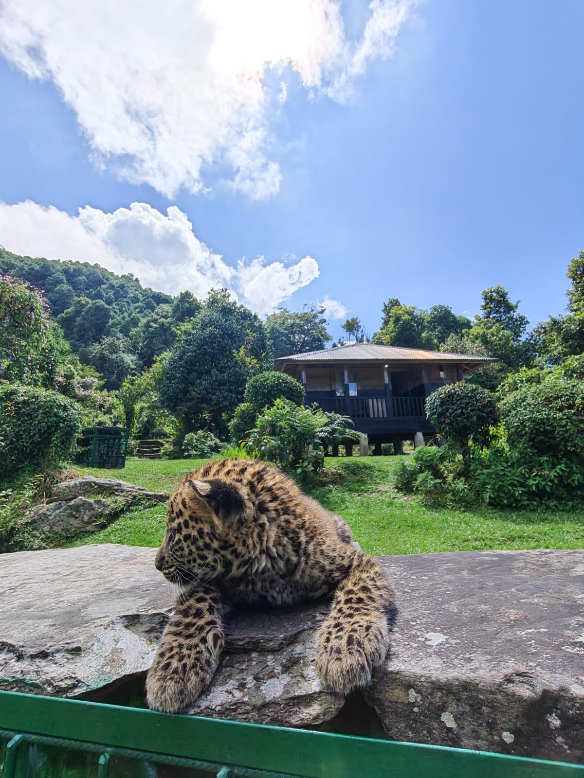 Leopard cub roaming near Kalsee Eco Lodge in Nepal's natural wildlife habitat