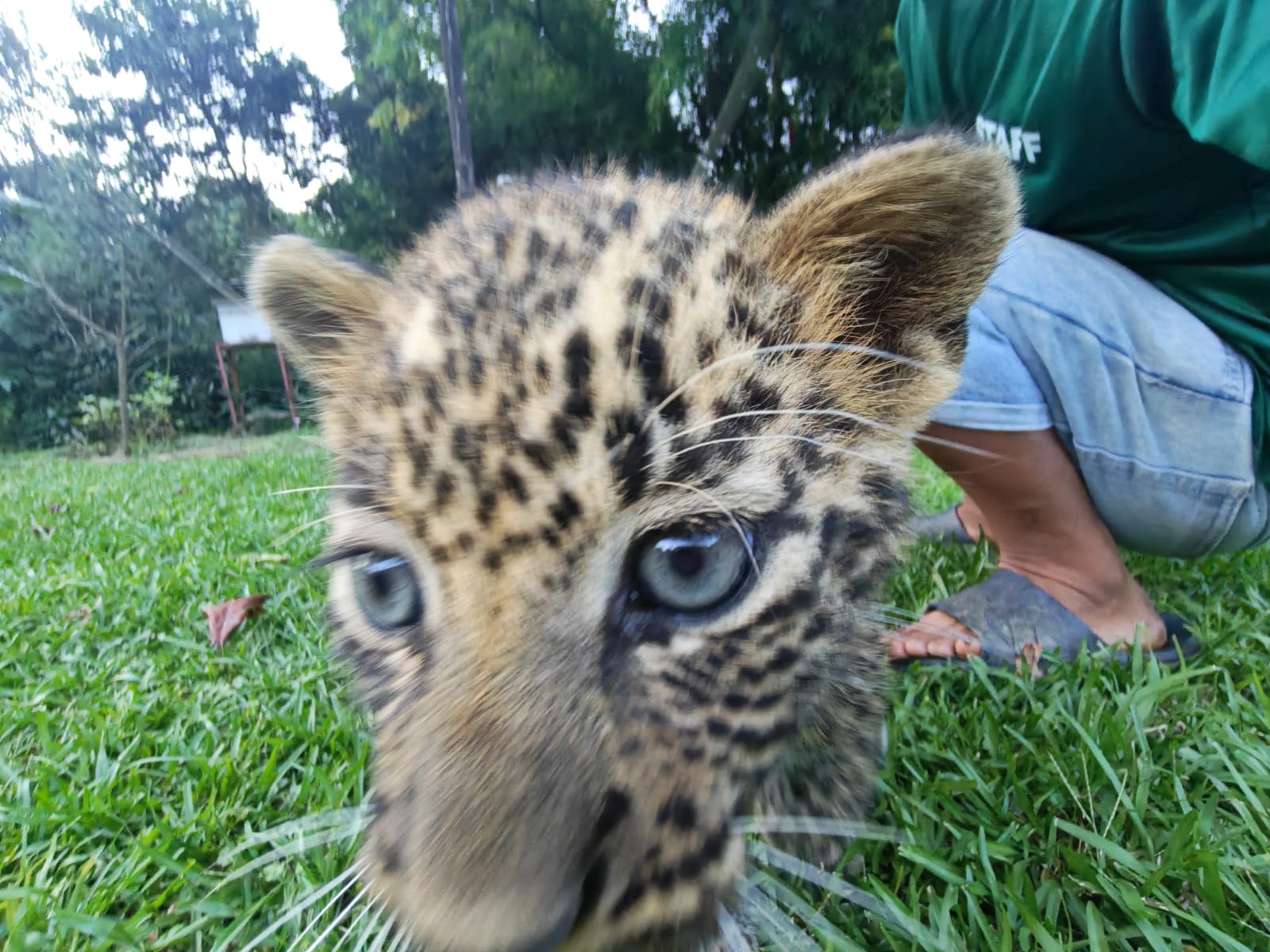 Leopard cub near Kalsee Eco Lodge, Nepal